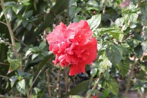 The red shoe flower grows fresh, beautiful, blooms with a natural green leaf background texture photo