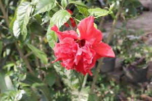 The red shoe flower grows fresh, beautiful, blooms with a natural green leaf background texture photo