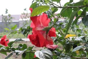 The red shoe flower grows fresh, beautiful, blooms with a natural green leaf background texture photo