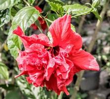 The red shoe flower grows fresh, beautiful, blooms with a natural green leaf background texture photo