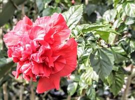 The red shoe flower grows fresh, beautiful, blooms with a natural green leaf background texture photo