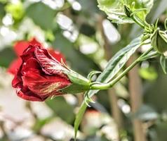 The red shoe flower grows fresh, beautiful, blooms with a natural green leaf background texture photo