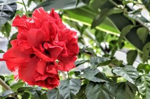 The red shoe flower grows fresh, beautiful, blooms with a natural green leaf background texture photo