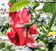 The red shoe flower grows fresh, beautiful, blooms with a natural green leaf background texture photo