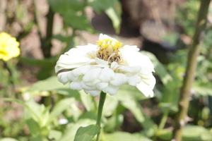 The white flower is taken in a detailed position with a natural green leaf background texture photo