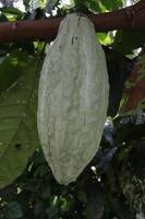 brown fruit plant tree with green texture on natural leaf background photo