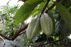 brown fruit plant tree with green texture on natural leaf background photo