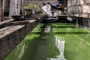 puente de madera sobre el agua cruce de mascotas de color verde foto