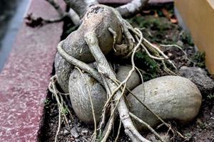 Creative layout of close-up flower tree root taking with natural detail background texture photo