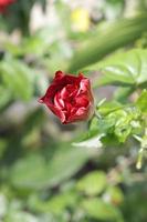 The red shoe flower grows fresh, beautiful, blooms with a natural green leaf background texture photo