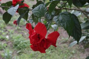 The red shoe flower grows fresh, beautiful, blooms with a natural green leaf background texture photo
