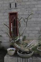 Creative layout of close-up flower tree root taking with natural detail background texture photo