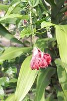 The red shoe flower grows fresh, beautiful, blooms with a natural green leaf background texture photo