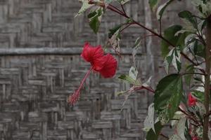 The red shoe flower grows fresh, beautiful, blooms with a natural green leaf background texture photo