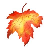 hojas de arce de acuarela de otoño, animal de otoño o otoño, ilustración de acuarela png