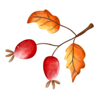 bayas de acebo de acuarela de otoño, animal de otoño o otoño, ilustración de acuarela png