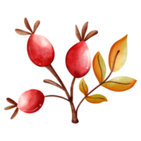 bayas de acebo de acuarela de otoño, animal de otoño o otoño, ilustración de acuarela png