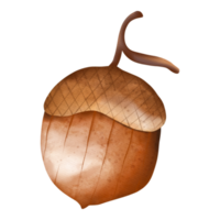 bellota de acuarela de otoño, animal de otoño o otoño, ilustración de acuarela png