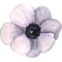 Watercolor hand drawn flower of anemones png