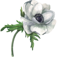 Watercolor hand drawn anemones with leaves png