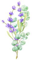 A bouquet of green eucalyptus leaves and lilac lavender. Watercolor illustration Hand drawn eucalyptus branch with lavender flowers png