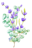 ein Bouquet aus grünen Eukalyptusblättern und lila Lavendel. aquarellillustration handgezeichneter eukalyptuszweig mit lavendelblüten png