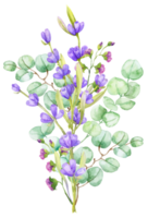 A bouquet of green eucalyptus leaves and lilac lavender. Watercolor illustration Hand drawn eucalyptus branch with lavender flowers png