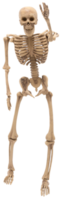 esqueleto humano aislado png