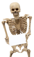 figura de esqueleto humano con cartel de papel en blanco aislado png