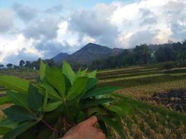 rice terraces in island photo