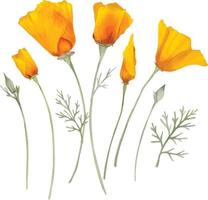 Watercolor orange california poppies flowers vector