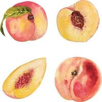 Watercolor peach slices vector