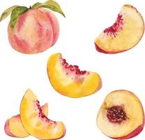 Watercolor peach slices vector