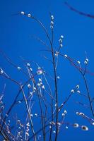 willow against blue skies in spring photo