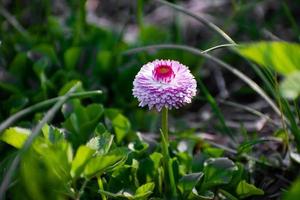 margarita rosa en campo verde. flor de margarita - manzanilla silvestre. margaritas rosas en el jardín. bellis perennis. foto