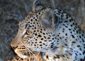 un primer plano de un leopardo en el parque nacional kruger foto