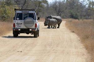 Vehicles must give way to wildlife in Kruger National Park, South Africa photo