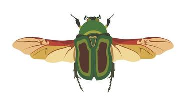 may bug scarab with wings top view, sketch vector graphic color illustration on white background