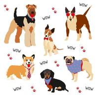 Cartoon dogs of a funny breed, dressed in cute items of clothing. A hipster dog. The characters of domestic dogs in fashionable suits, a vector set with a tie and glasses. Vector illustration on