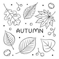 contoured black and white icons of autumn leaves or autumn foliage. Vector isolated set of maple, oak or birch and rowan leaves.