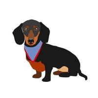 Vector cartoon illustration of a dachshund dog. Cute friendly dachshund puppy sitting isolated on a white background. Pets, dog-themed design element in a modern simple flat style
