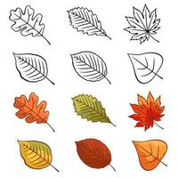 Icons of autumn leaves or autumn foliage. Vector isolated set of maple, oak or birch and rowan leaves. Falling autumn leaves of poplar, beech or elm and aspen, berries and chestnuts for the designer