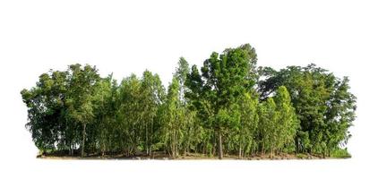 Green Trees isolated on white background. are Forest and foliage in summer for both printing and web pages photo