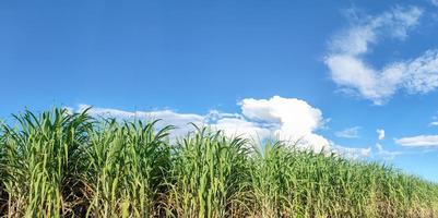 Sugarcane fields and blue sky photo