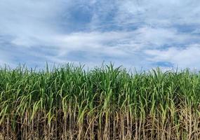 campos de caña de azúcar y cielo azul foto