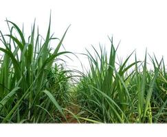 Sugar cane isolated on white background and cliping path photo