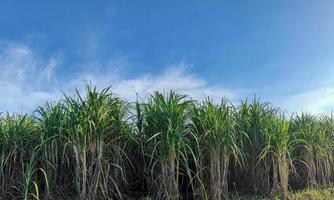 Sugarcane fields and blue sky photo