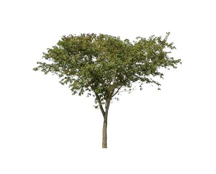 los árboles que están aislados en un fondo blanco son adecuados tanto para la impresión como para las páginas web foto