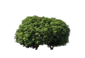 mango tree that are isolated on a white background are suitable for both printing and web pages photo