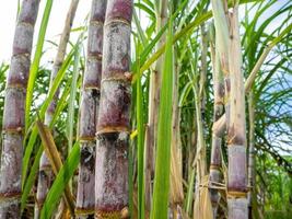 Sugarcane field at sunrise in Thailand photo